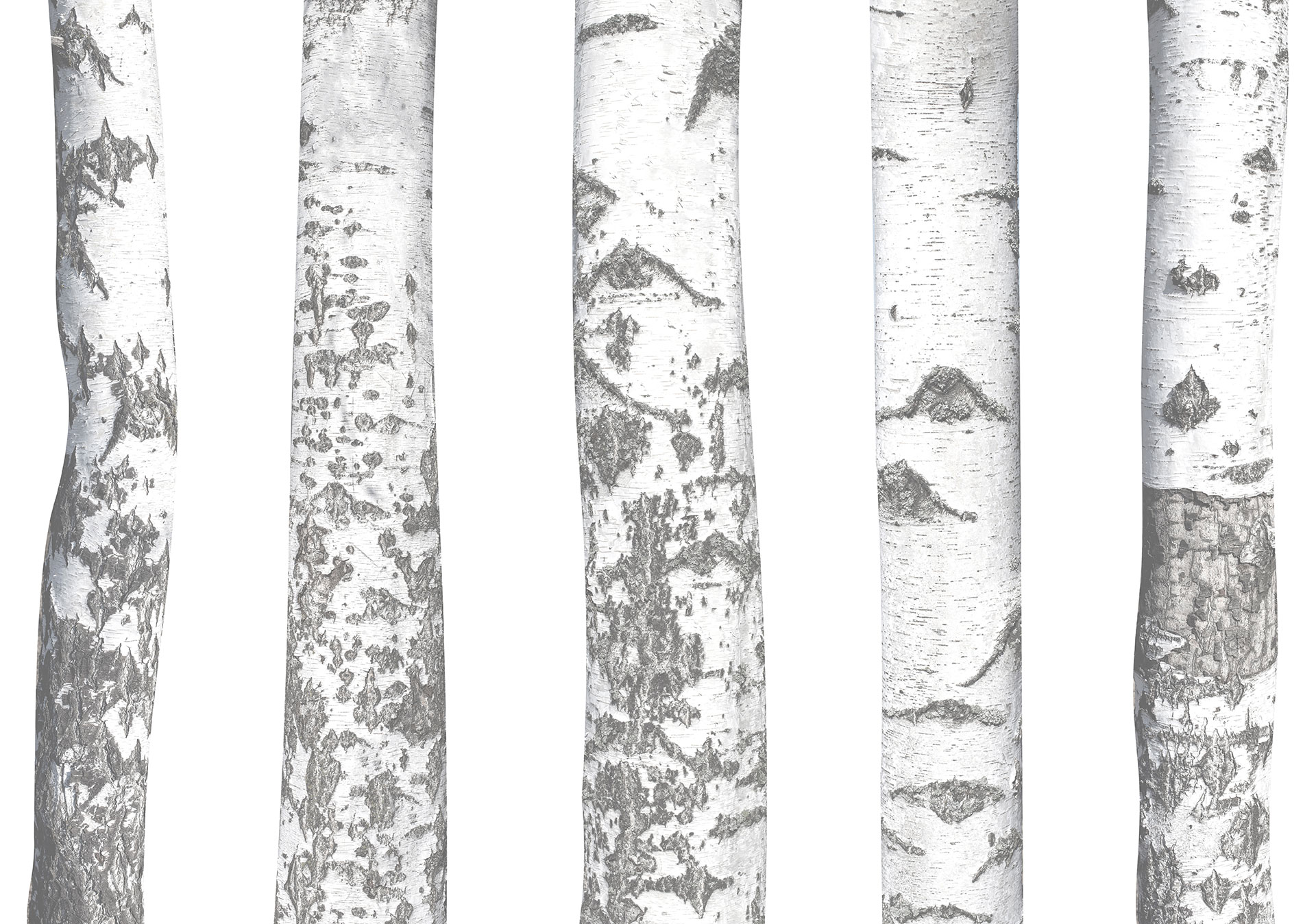 set-of-natural-birch-trunks-isolated-on-